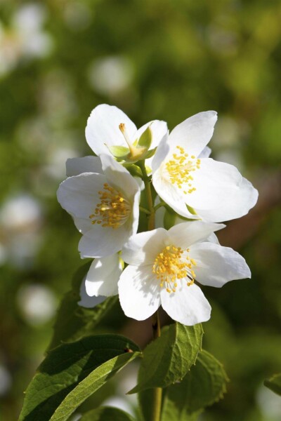 Philadelphus coronarius C7,5 60-80