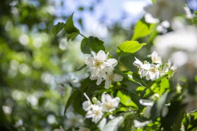 Philadelphus coronarius C7,5 60-80