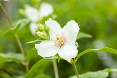 Philadelphus coronarius C7,5 60-80