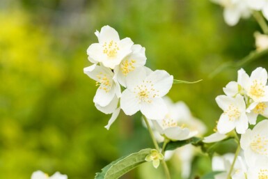 Philadelphus coronarius C7,5 60-80