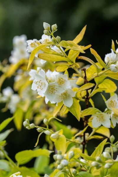 Philadelphus coronarius 'Aureus' C7,5 50-60