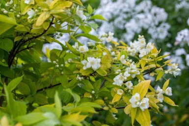 Philadelphus coronarius 'Aureus' C7,5 50-60