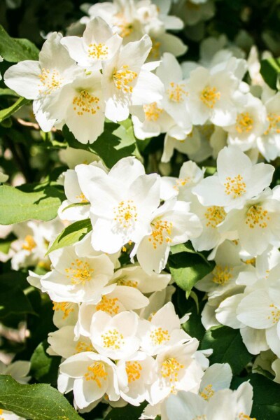 Philadelphus 'Lemoinei' C3 40-50