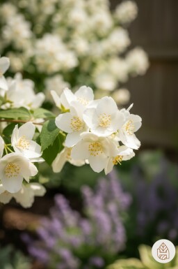 Philadelphus 'Lemoinei' buske 40-50 cm