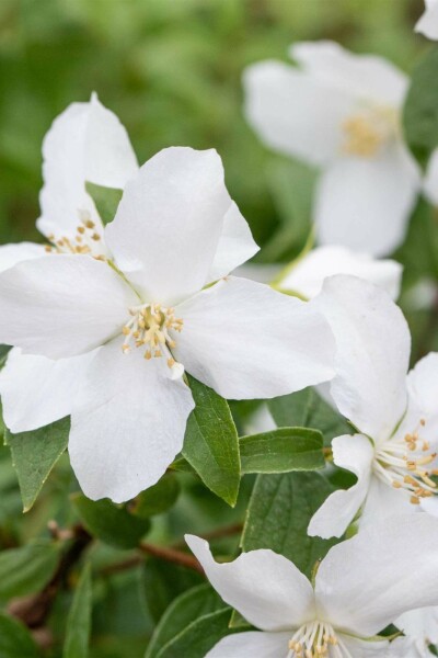 Philadelphus 'Manteau d'Hermine' C3 40-50