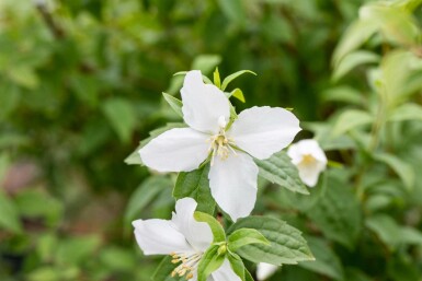 Philadelphus 'Manteau d'Hermine' C3 40-50