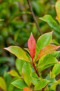 Photinia fraseri 'Carré Rouge' C10 70-80