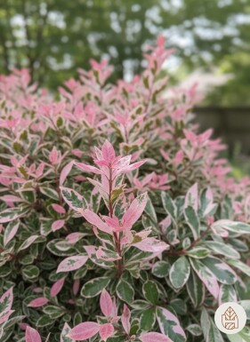 Photinia fraseri 'Pink Marble' buske 40-60 cm
