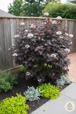 Physocarpus opulifolius 'Diabolo' buske 50-60 cm