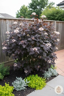 Physocarpus opulifolius 'Diabolo' buske 50-60 cm