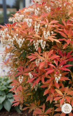 Pieris 'Forest Flame' buske 25-30 cm