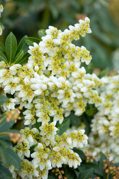 Pieris japonica C3 20-25