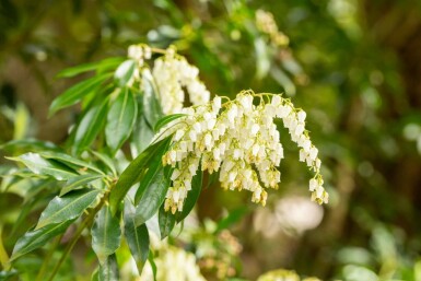 Pieris japonica C3 20-25