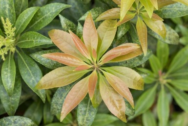 Pieris japonica C3 20-25