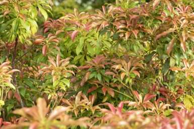 Pieris japonica C3 20-25
