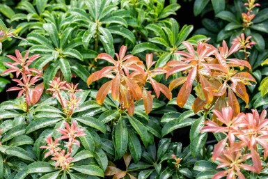 Pieris japonica 'Bonfire' C3 20-30
