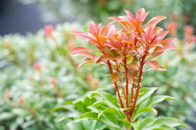 Pieris japonica 'Bonfire' C3 20-30