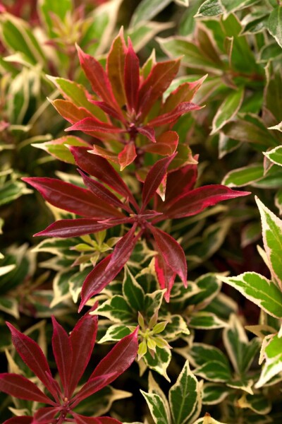 Pieris japonica 'Carnaval' C7,5 30-35