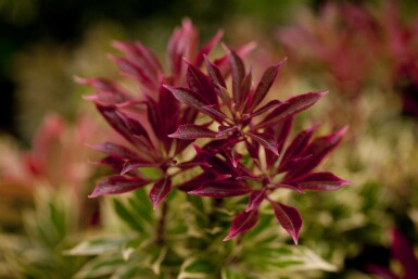 Pieris japonica 'Carnaval' C7,5 30-35