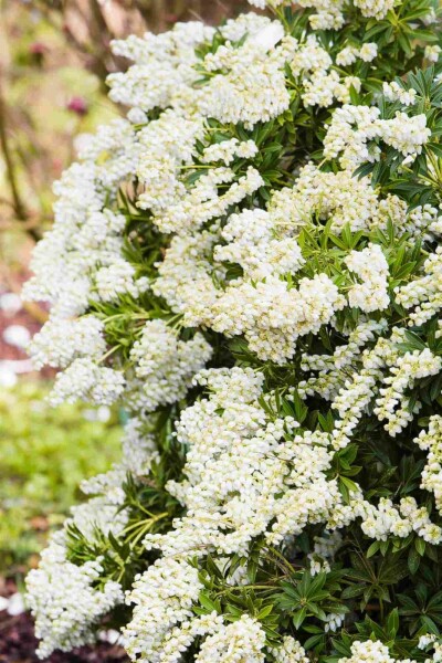 Pieris japonica 'Debutante' C3 25-30