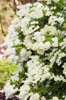 Pieris japonica 'Debutante' C3 25-30