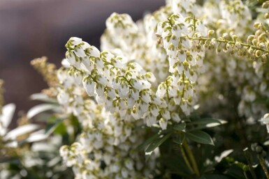 Pieris japonica 'Debutante' C3 25-30