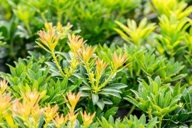 Pieris japonica 'Debutante' C3 25-30