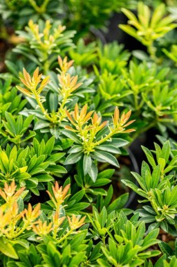 Pieris japonica 'Debutante' C3 25-30