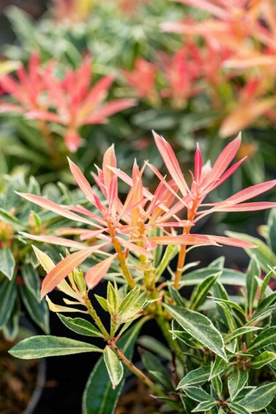 Pieris japonica 'Flaming Silver' C3 25-30