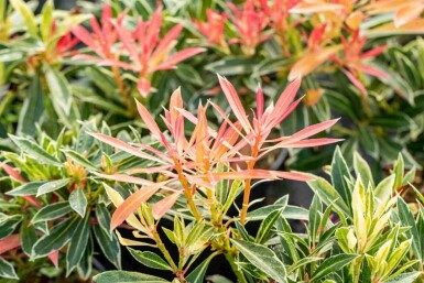 Pieris japonica 'Flaming Silver' C3 25-30