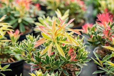 Pieris japonica 'Flaming Silver' C3 25-30