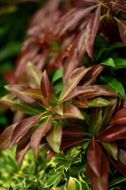 Pieris japonica 'Katsura' C5 30-40