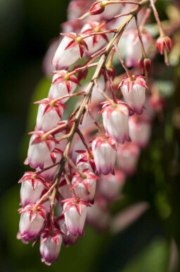 Pieris japonica 'Katsura' C5 30-40