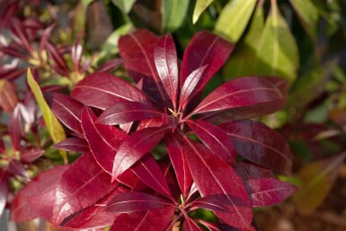 Pieris japonica 'Katsura' C5 30-40