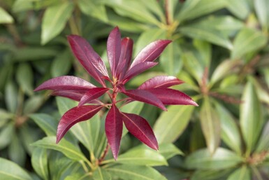 Pieris japonica 'Katsura' C5 30-40