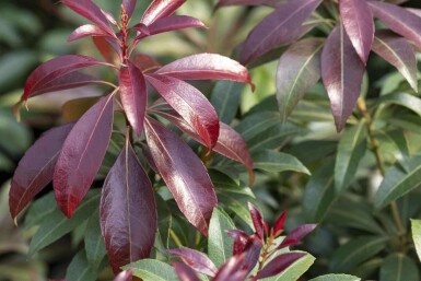 Pieris japonica 'Katsura' C5 30-40