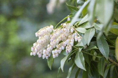 Pieris japonica 'Katsura' C5 30-40