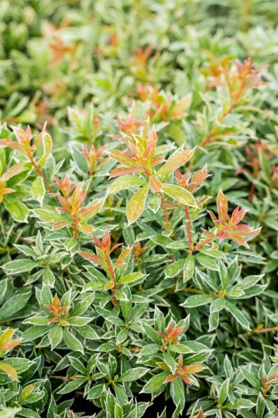 Pieris japonica 'Little Heath' C7,5 40-50