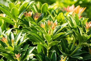 Japansk buskrosling Pieris japonica 'Little Heath Green' buske Pieris japonica 'Little Heath Green' buske