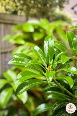 Pieris japonica 'Passion' buske 30-40 cm