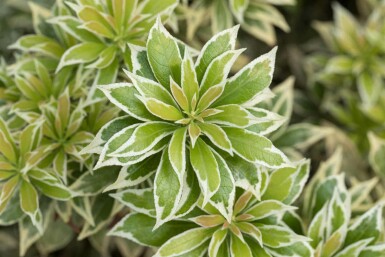 Pieris japonica 'Variegata' C7,5 30-40