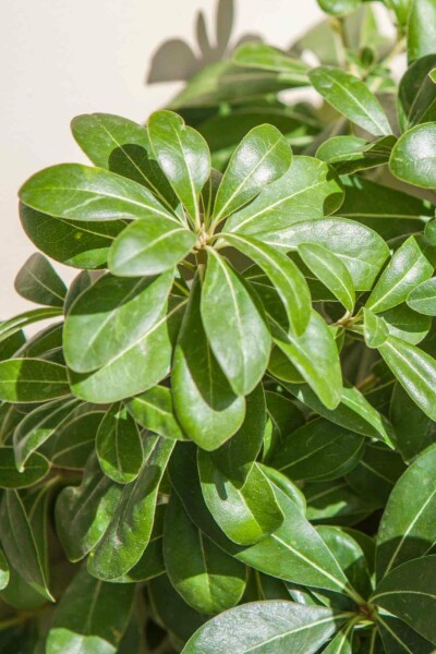 Pittosporum tobira 'Nanum' C5 20-30