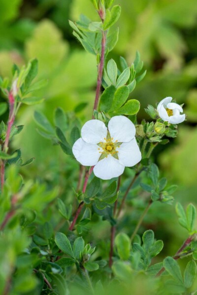 Potentilla fruticosa 'Abbotswood' C3 30-40