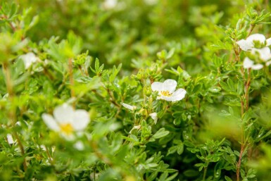 Potentilla fruticosa 'Abbotswood' C3 30-40