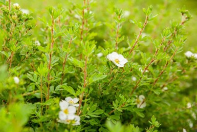 Potentilla fruticosa 'Abbotswood' C3 30-40