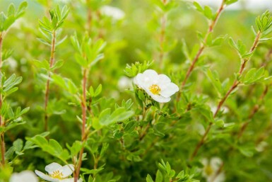 Potentilla fruticosa 'Abbotswood' C3 30-40