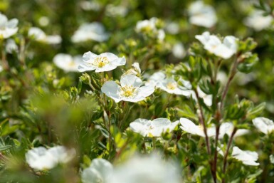 Potentilla fruticosa 'Abbotswood' C3 30-40