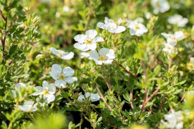 Potentilla fruticosa 'Abbotswood' C3 30-40