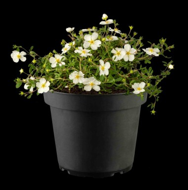 Potentilla fruticosa 'Abbotswood' C3 30-40