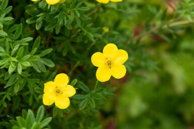 Potentilla fruticosa 'Goldfinger' C1,7 15-20
